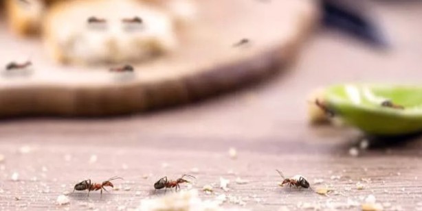 Foto - Karıncaları evden uzaklaştırmak için 5 öneri: Karıncalardan doğal kurtulma yolları