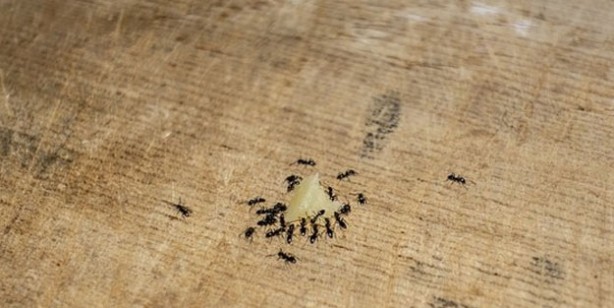 Foto - Karıncaları evden uzaklaştırmak için 5 öneri: Karıncalardan doğal kurtulma yolları