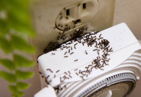 Foto - Karıncaları doğal yollarla uzaklaştırmak çok kolay