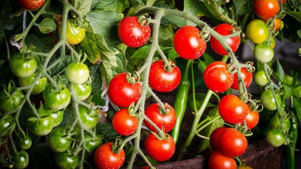 Foto - Karıncaları evinizden domatesle uzaklaştırın! Bu basit ve doğal yöntemi kimse bilmiyor