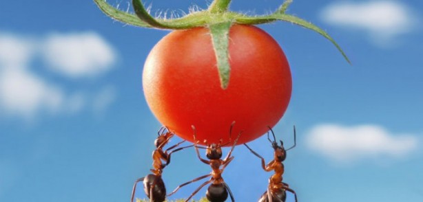 Foto - Karıncaları evinizden domatesle uzaklaştırın! Bu basit ve doğal yöntemi kimse bilmiyor
