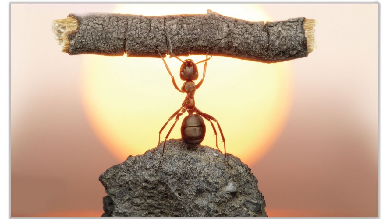 Foto - Karıncaların gücünü ikiye katlayan gizli hilesi