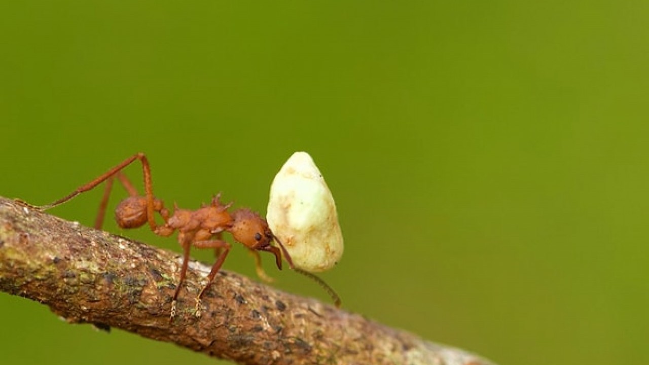 Foto - Karıncaların gücünü ikiye katlayan gizli hilesi