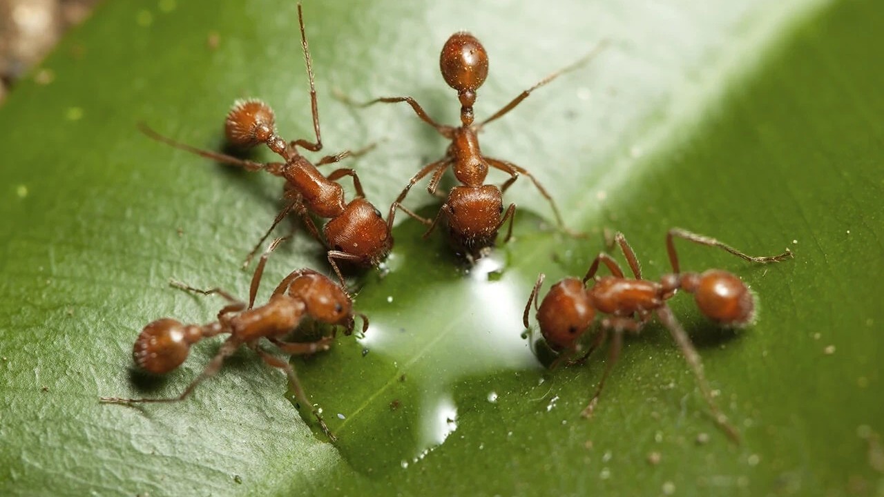 Foto - Karıncaların gücünü ikiye katlayan gizli hilesi