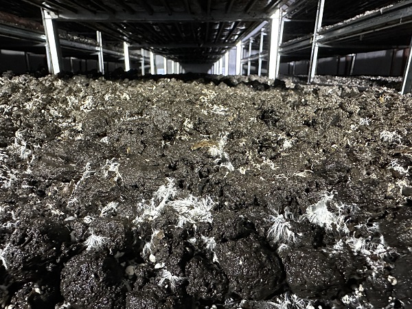 Kariyerini bıraktı memleketine döndü! Cesur davrandı tonlarca ürün yetiştirdi