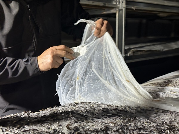 Foto - Kariyerini bıraktı memleketine döndü! Cesur davrandı tonlarca ürün yetiştirdi