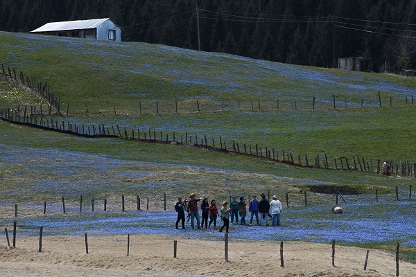 Foto - Karlar eridi "mavi yıldız"lar ortaya çıktı