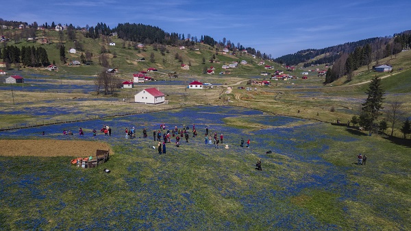 Foto - Karlar eridi "mavi yıldız"lar ortaya çıktı