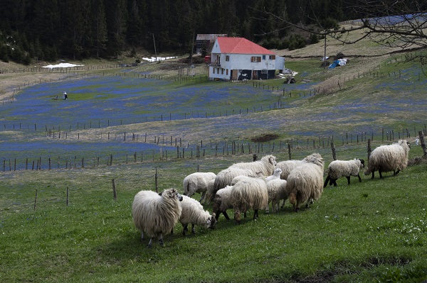 Foto - Karlar eridi "mavi yıldız"lar ortaya çıktı