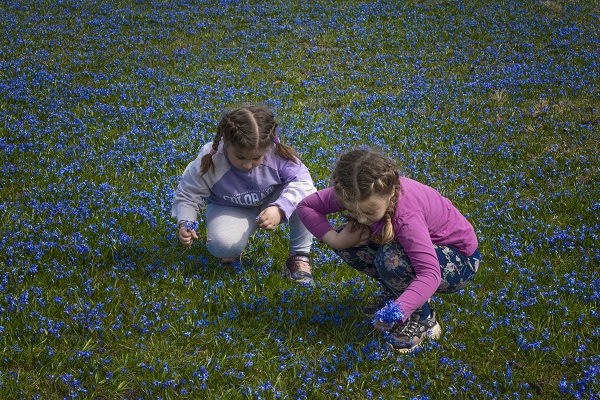Foto - Karlar eridi "mavi yıldız"lar ortaya çıktı