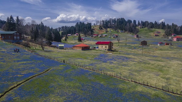 Foto - Karlar eridi "mavi yıldız"lar ortaya çıktı