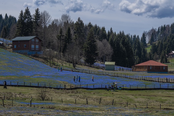 Foto - Karlar eridi "mavi yıldız"lar ortaya çıktı