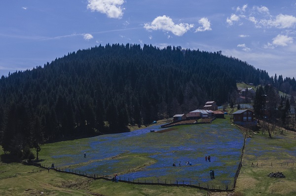 Foto - Karlar eridi "mavi yıldız"lar ortaya çıktı
