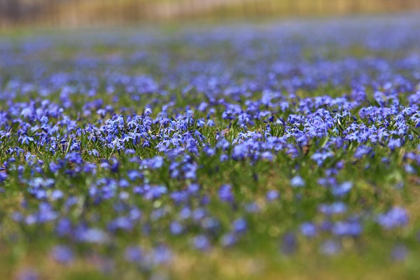 Karlar eridi Mor Yayla, maviye büründü