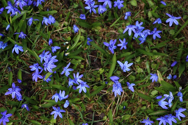 Foto - Karlar eridi Mor Yayla, maviye büründü