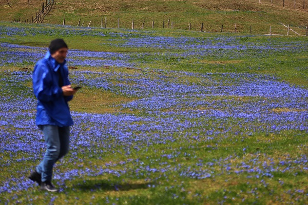 Foto - Karlar eridi Mor Yayla, maviye büründü