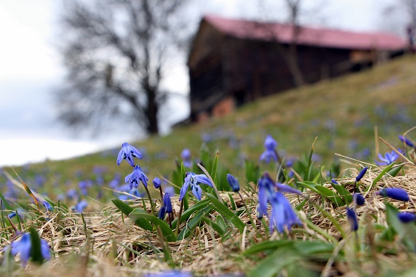 Foto - Karlar eridi Mor Yayla, maviye büründü