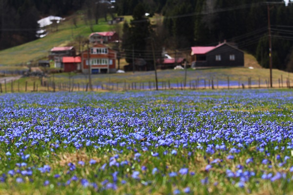 Foto - Karlar eridi Mor Yayla, maviye büründü