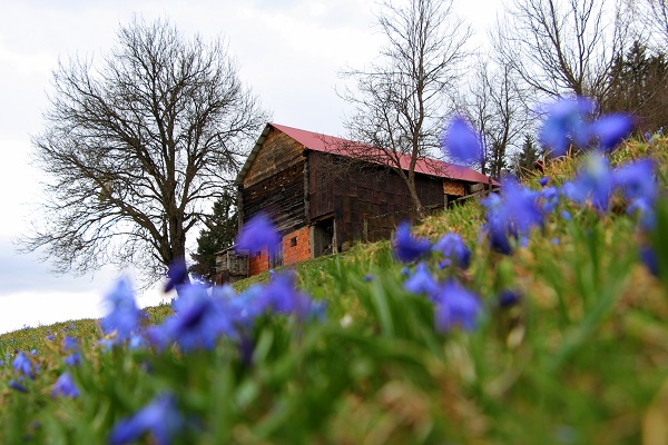 Foto - Karlar eridi Mor Yayla, maviye büründü