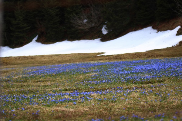 Foto - Karlar eridi Mor Yayla, maviye büründü