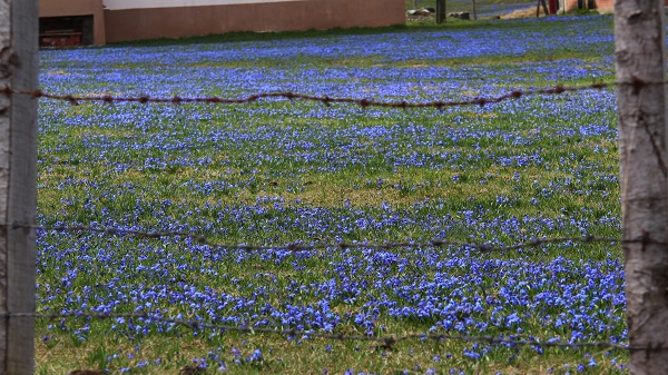 Foto - Karlar eridi Mor Yayla, maviye büründü