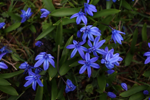 Foto - Karlar eridi Mor Yayla, maviye büründü