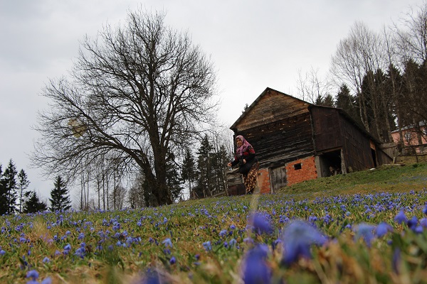 Foto - Karlar eridi Mor Yayla, maviye büründü