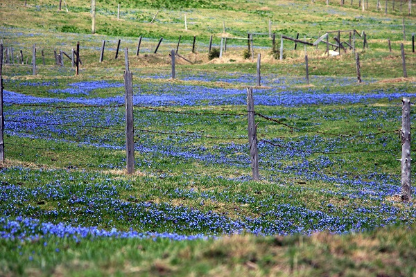 Foto - Karlar eridi Mor Yayla, maviye büründü