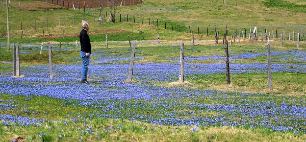 Foto - Karlar eridi Mor Yayla, maviye büründü