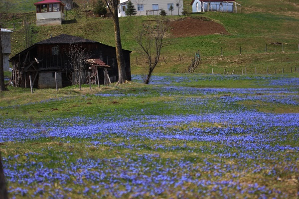Foto - Karlar eridi Mor Yayla, maviye büründü