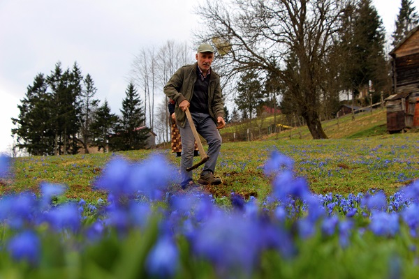 Foto - Karlar eridi Mor Yayla, maviye büründü