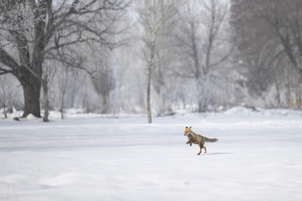 Foto - Karlı arazide yiyecek arama telaşı