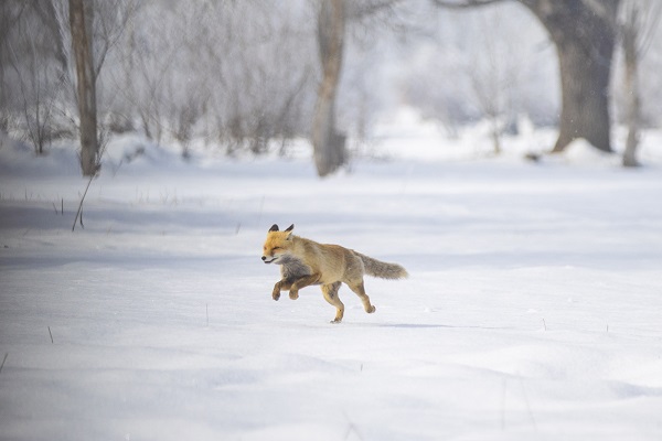 Foto - Karlı arazide yiyecek arama telaşı