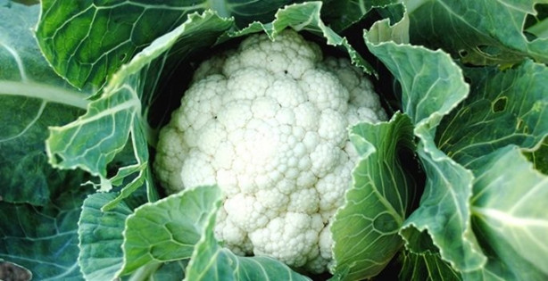 Foto - Karnabahar kanseri önlüyor!