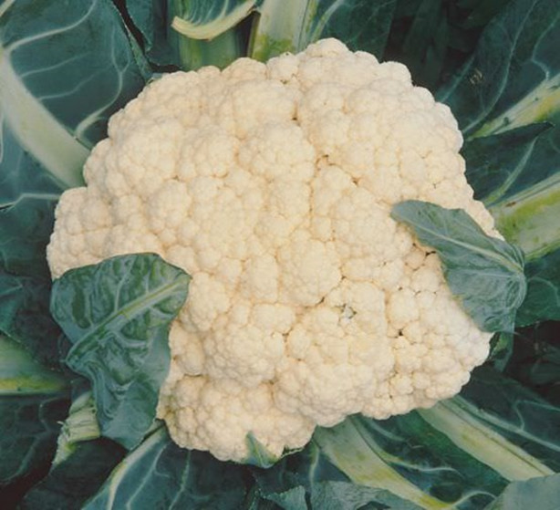 Foto - Karnabahar yaprağı kanseri önlüyor!