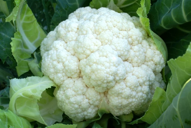 Foto - Karnabahar yaprağı kanseri önlüyor!