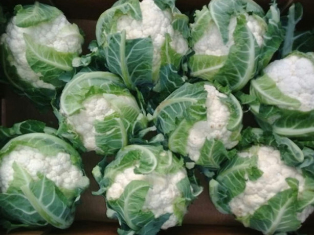 Foto - Karnabahar yaprağı kanseri önlüyor!