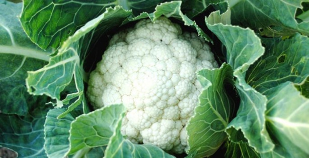 Foto - Karnabahar yaprağı kanseri önlüyor!