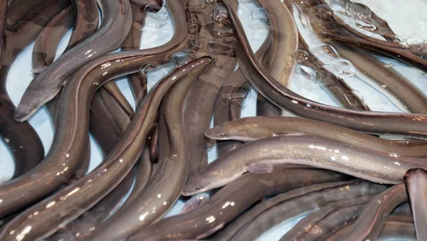 Foto - Karnından ameliyatla canlı yılan balığı çıkarıldı! Vücuduna girdiği yer ise herkesi şaşkına çevirdi