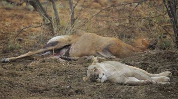 Foto - Karnını deşip yavrusunu aldı!