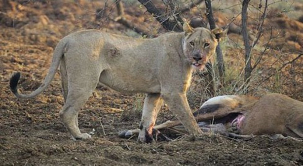 Foto - Karnını deşip yavrusunu aldı!