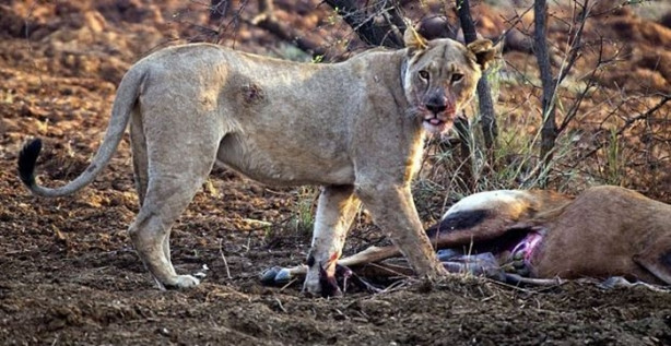  Karnını deşip yavrusunu aldı!