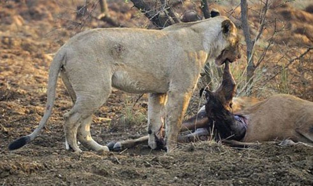 Foto - Karnını deşip yavrusunu aldı!