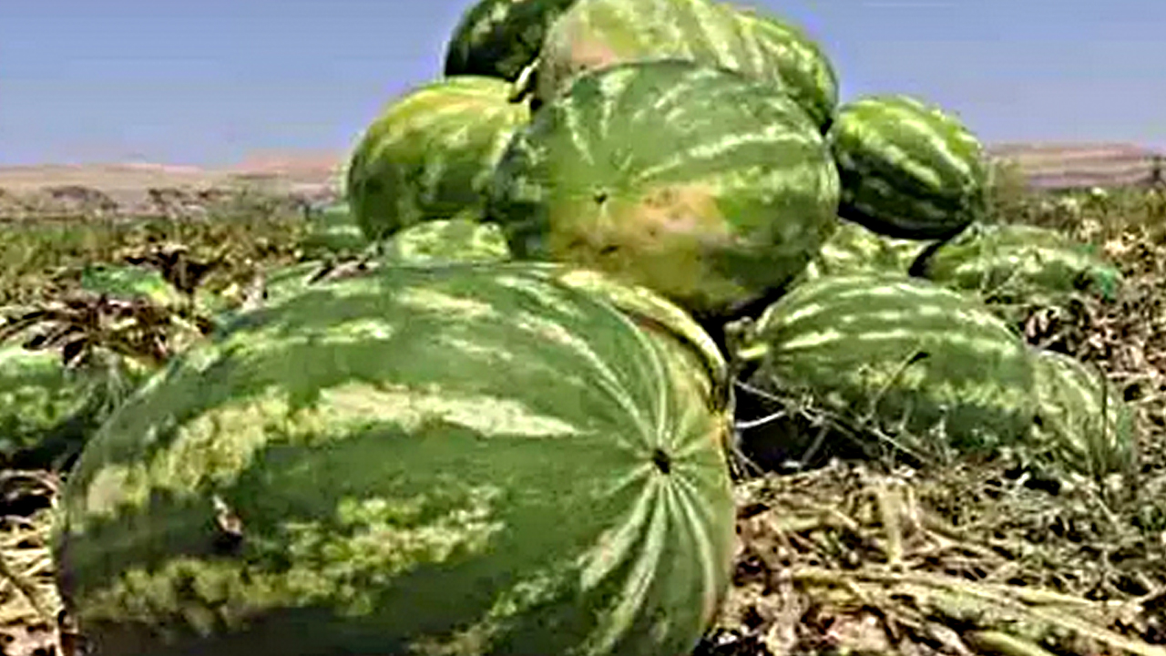 Foto - Karpuz alırken 2 kere düşünün! Kabuğundan kendini ele veriyor: Rengi, sarı lekesi, derin sesi...