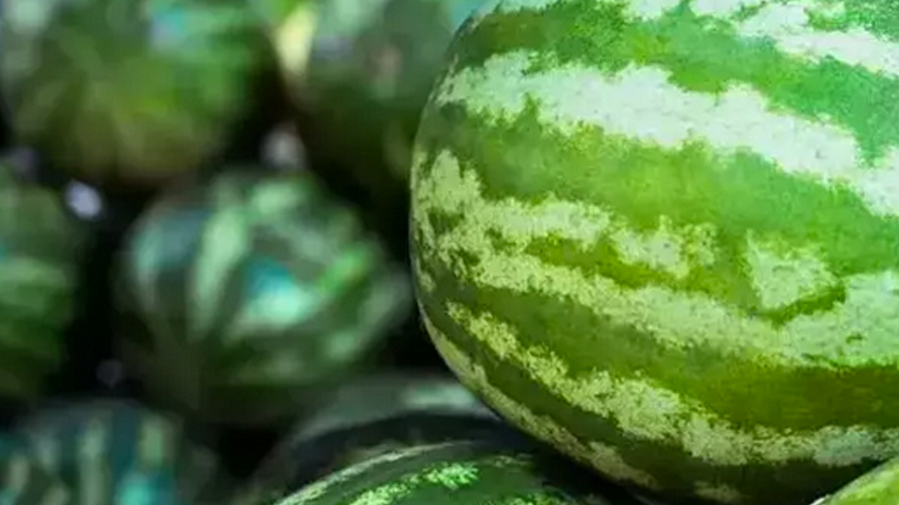 Foto - Karpuz alırken 2 kere düşünün! Kabuğundan kendini ele veriyor: Rengi, sarı lekesi, derin sesi...