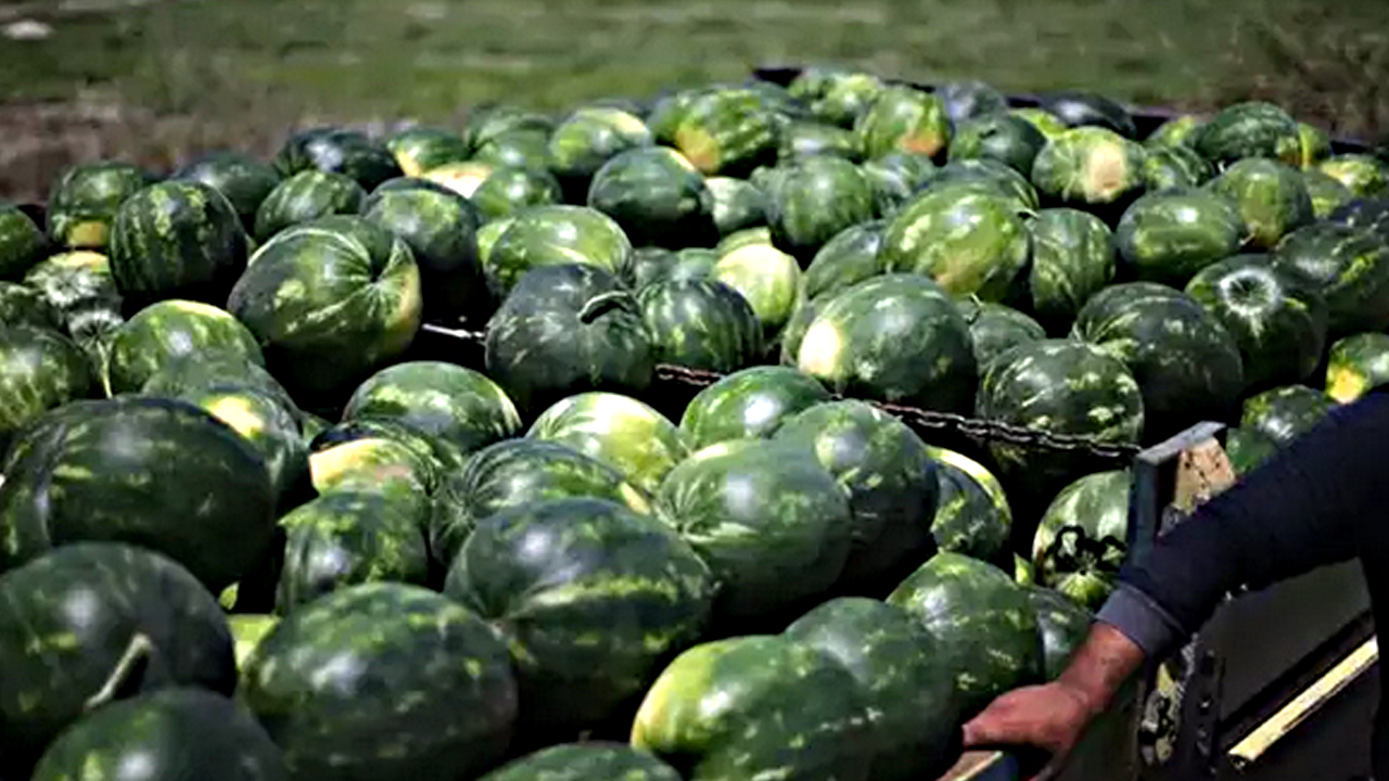 Foto - Karpuz alırken 2 kere düşünün! Kabuğundan kendini ele veriyor: Rengi, sarı lekesi, derin sesi...