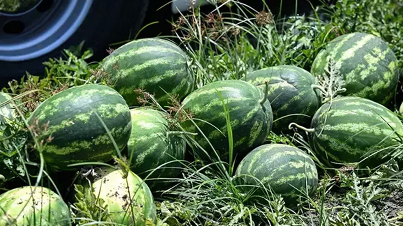 Foto - Karpuz alırken 2 kere düşünün! Kabuğundan kendini ele veriyor: Rengi, sarı lekesi, derin sesi...