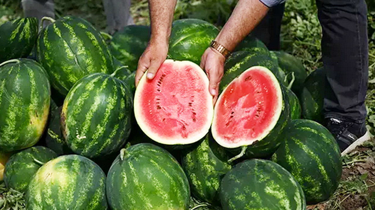 Karpuz alırken 2 kere düşünün! Kabuğundan kendini ele veriyor: Rengi, sarı lekesi, derin sesi...
