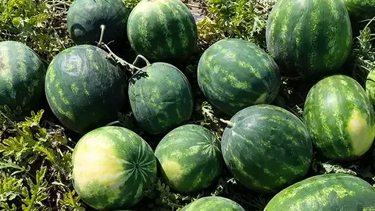 Foto - Karpuz alırken 2 kere düşünün! Kabuğundan kendini ele veriyor: Rengi, sarı lekesi, derin sesi...