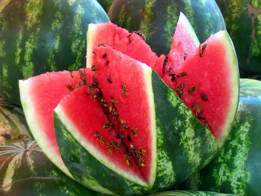 Foto - Karpuz için kritik karar!